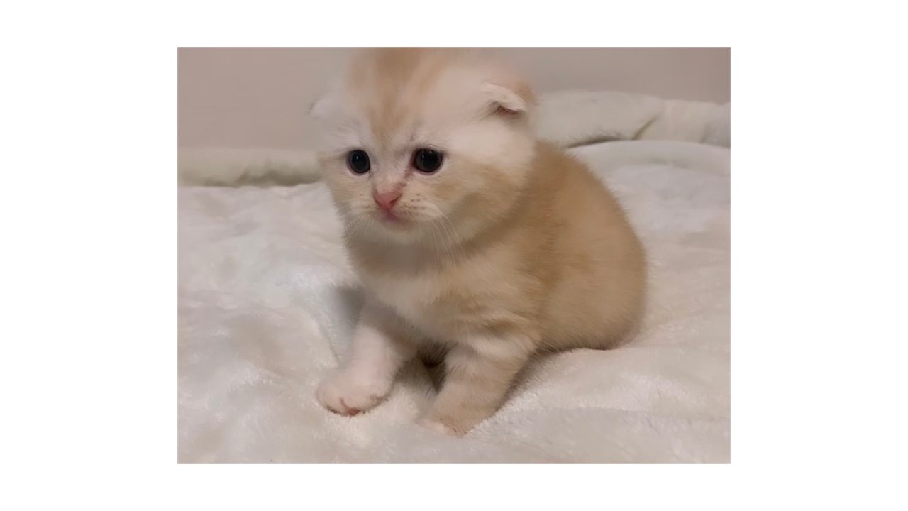 スコティッシュ ペルシャmix猫 京都の子猫ブリーダー Cat Lounge マンチカン ミヌエット ベンガル スコティッシュ ブリティッシュ