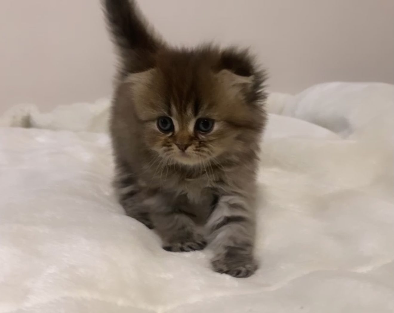 スコティッシュ ペルシャmix猫 京都の子猫ブリーダー Cat Lounge マンチカン ミヌエット ベンガル スコティッシュ ブリティッシュ