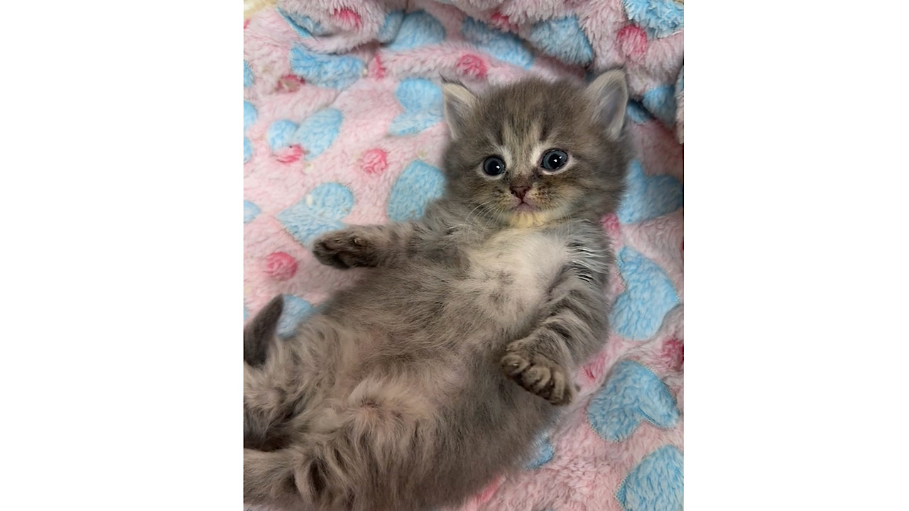 京都の子猫ブリーダー Cat Lounge マンチカン、ミヌエット、ベンガル