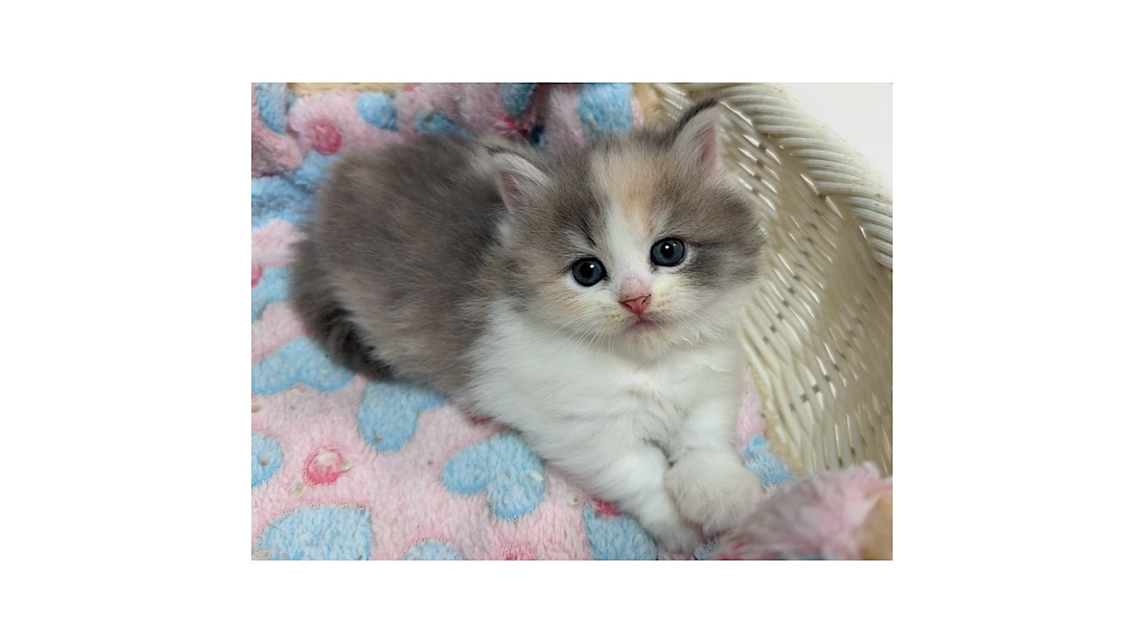 京都の子猫ブリーダー Cat Lounge マンチカン、ミヌエット、ベンガル