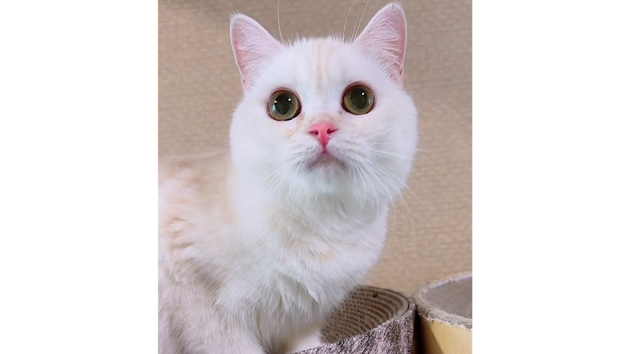 ムニ